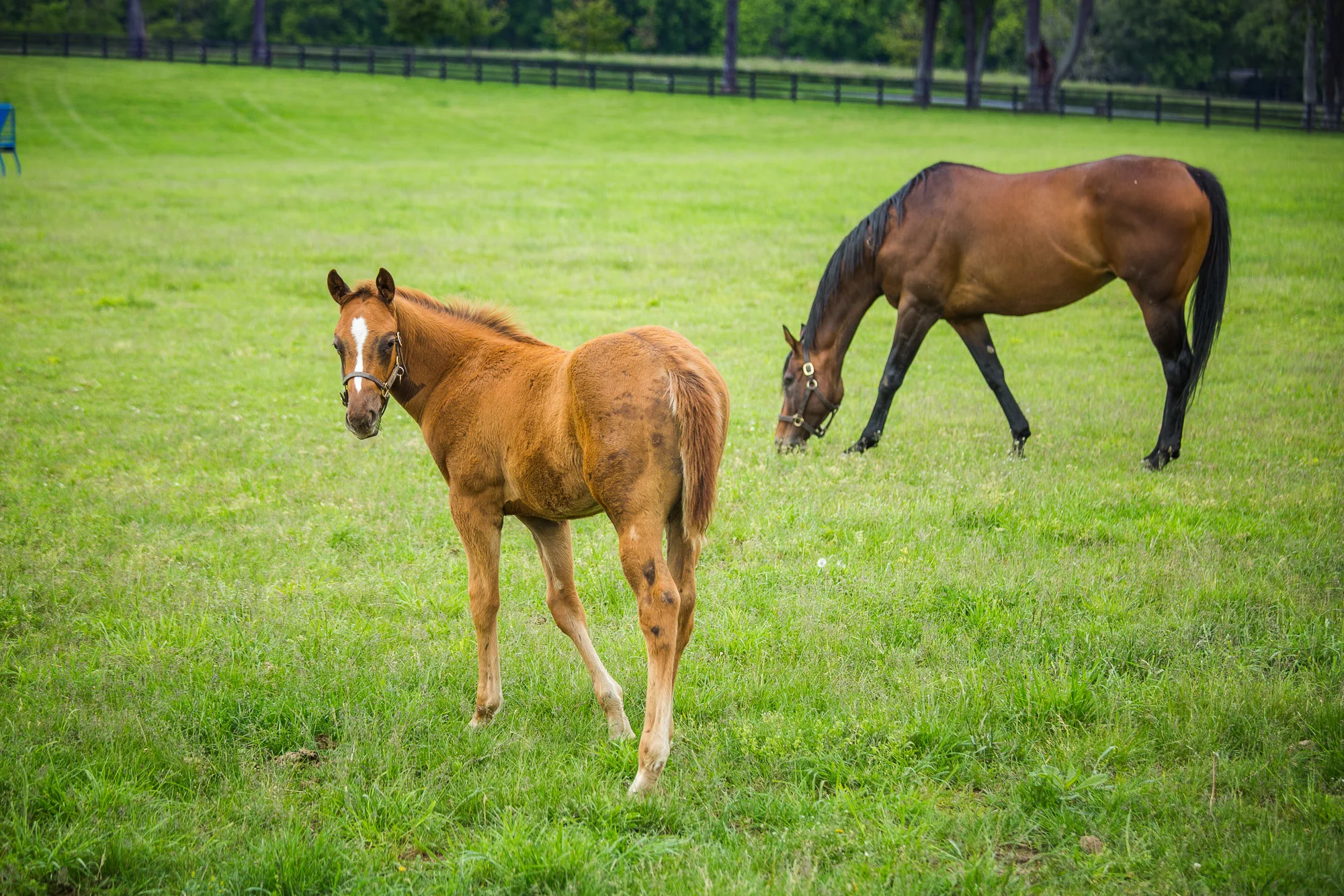 BredtoWin_Newborns-2531.jpg