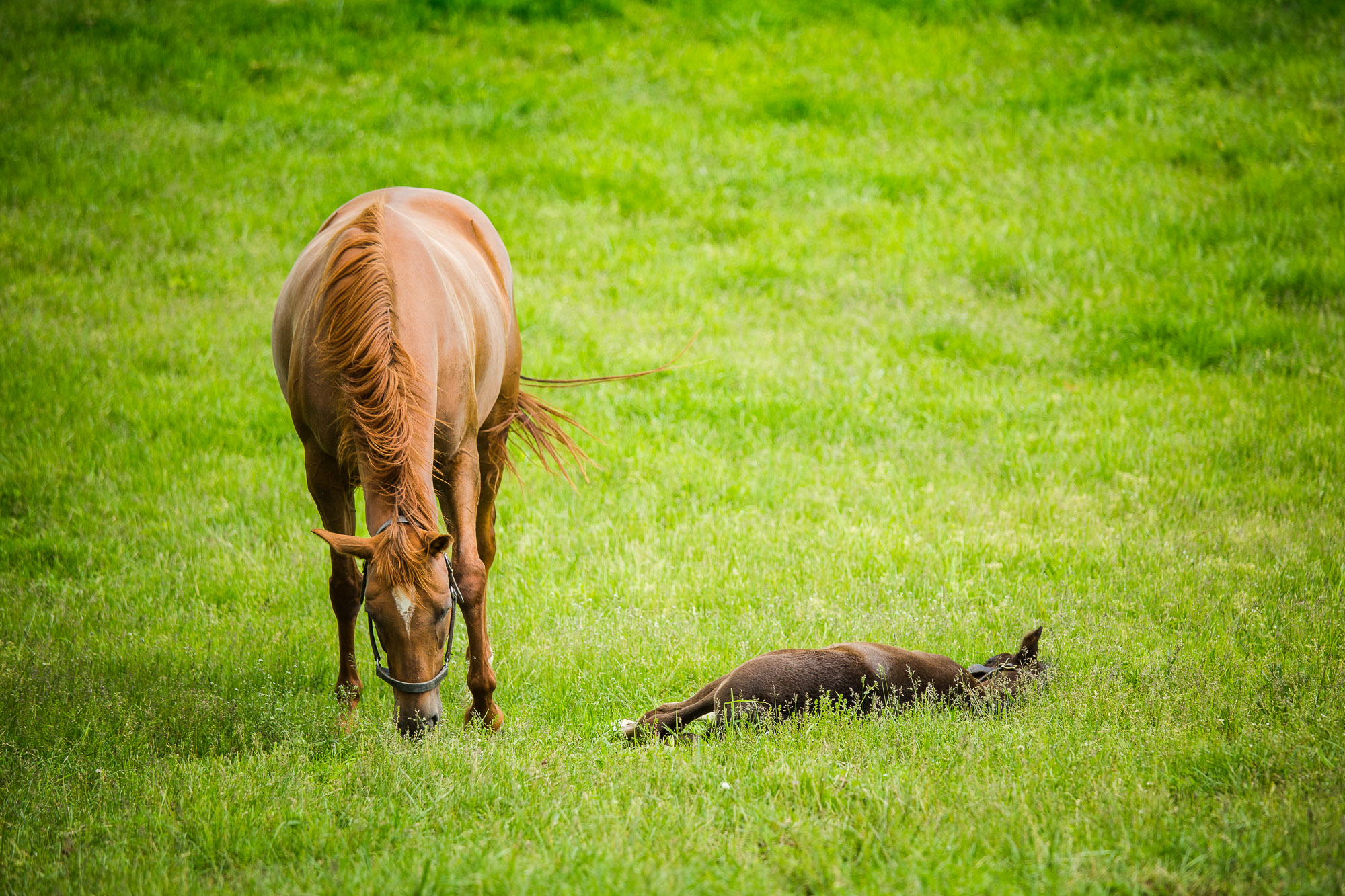 BredtoWin_Newborns-2595.jpg