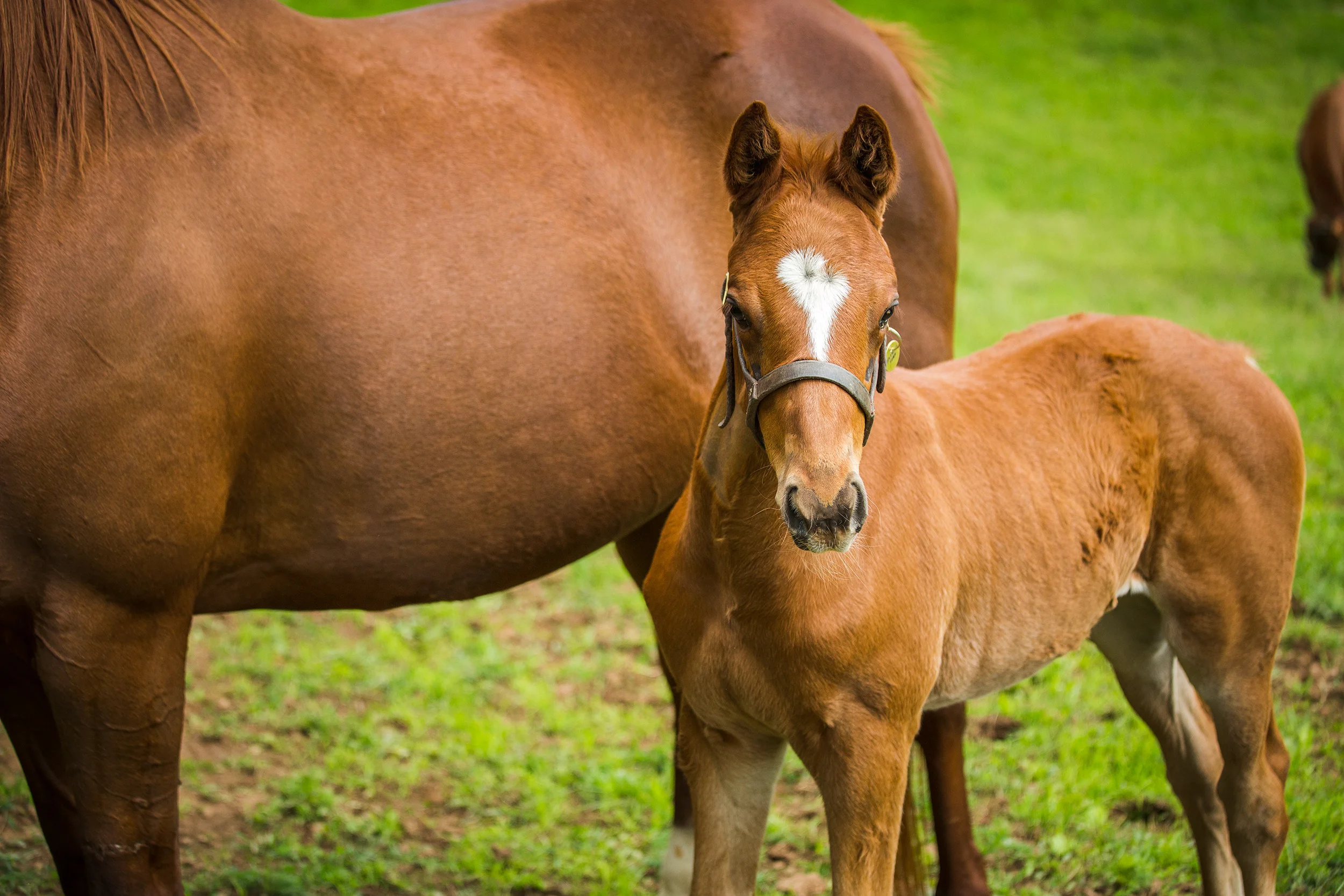 BredtoWin_Newborns-2606.jpg