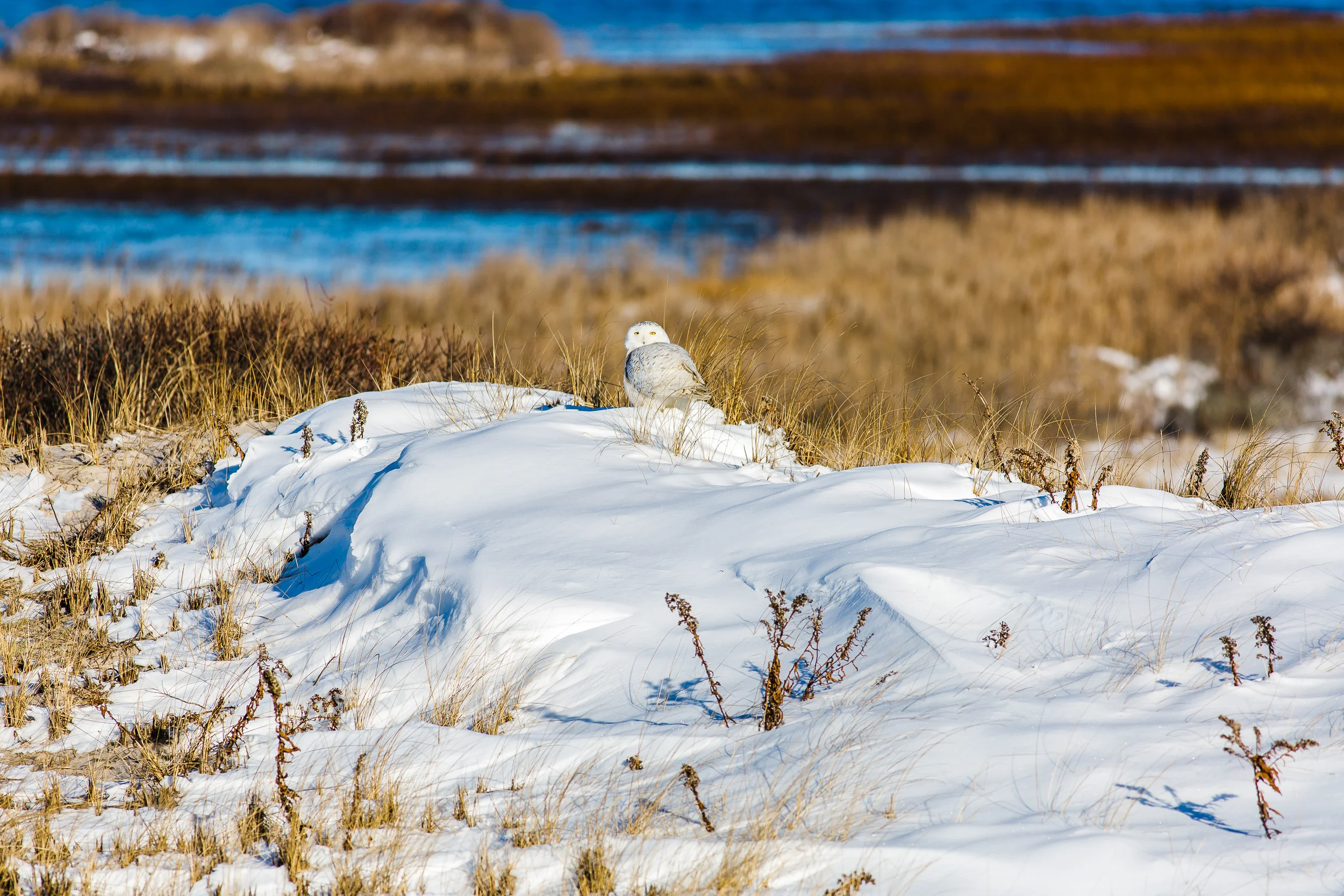 Econ_Jan_2018__SnowOwl-9306.jpg