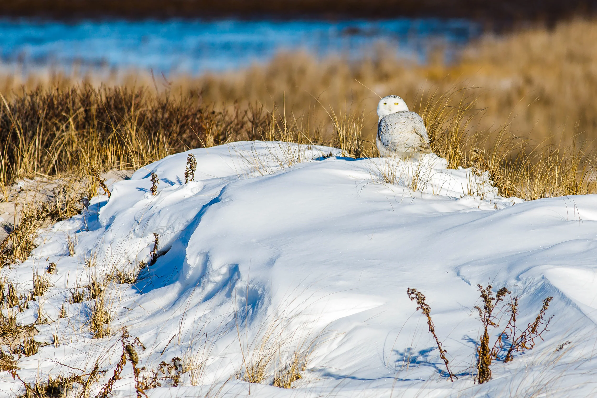 Econ_Jan_2018__SnowOwl-9308-3.jpg