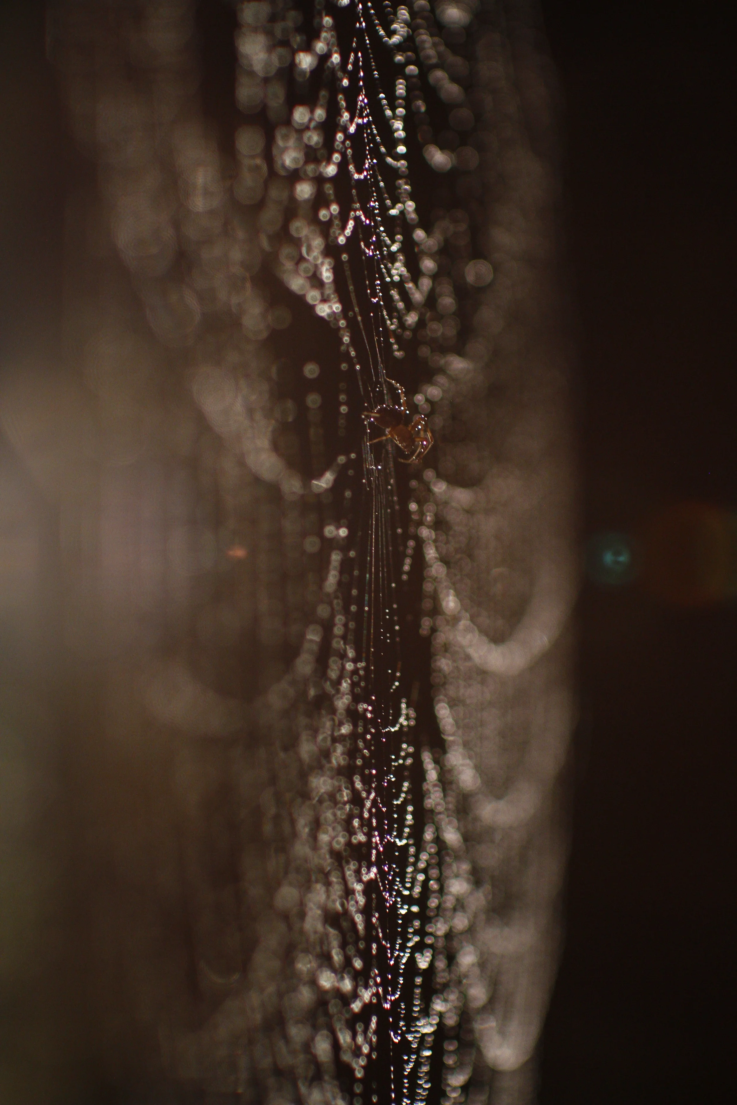 _MG_7781.JPG