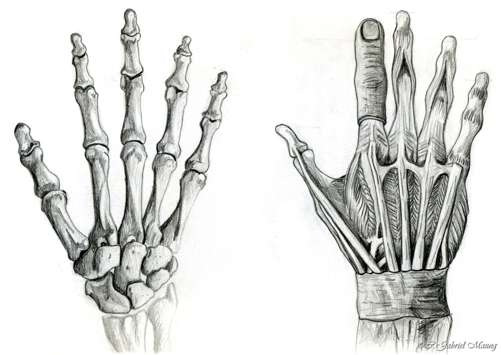 Hand bone