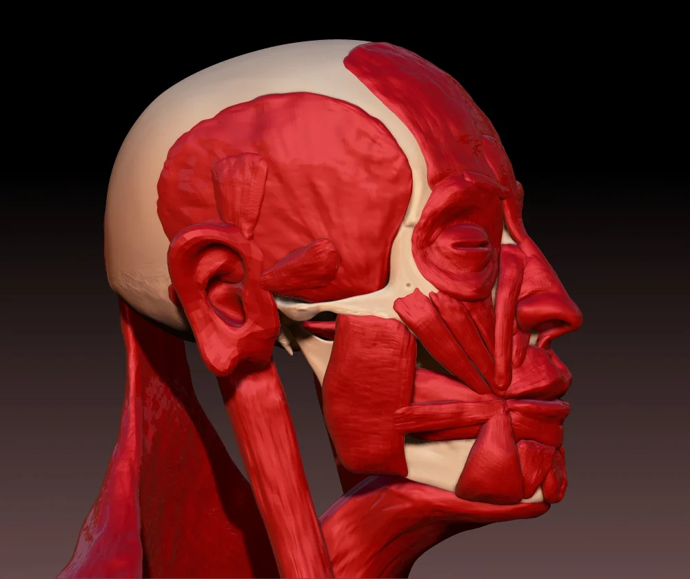 FacialMuscles04.jpg
