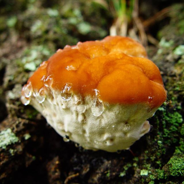 This mushroom is sweating as much as I am right now.

#mushroom #mushrooms #mycology #myco #mushroomphotography #fungi #fungiporn #fungus #fungiphotography #shrooms #nature #naturephotography #macro #mushroomsofinstagram #gills #allthemushroomhashtag