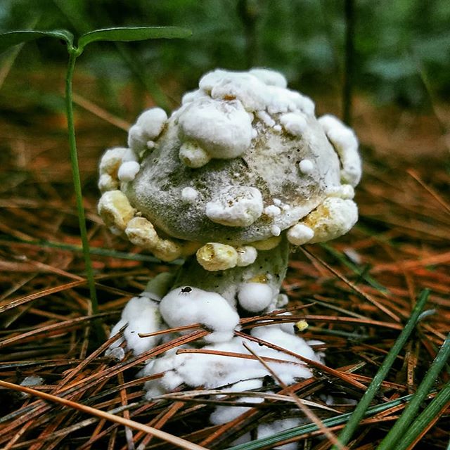 Fungus on fungus action.

#mushroom #mushrooms #mycology #myco #mushroomphotography #fungi #fungiporn #fungus #fungiphotography #shrooms #nature #naturephotography #macro #mushroomsofinstagram #gills #allthemushroomhashtags #mushroomidentification #m