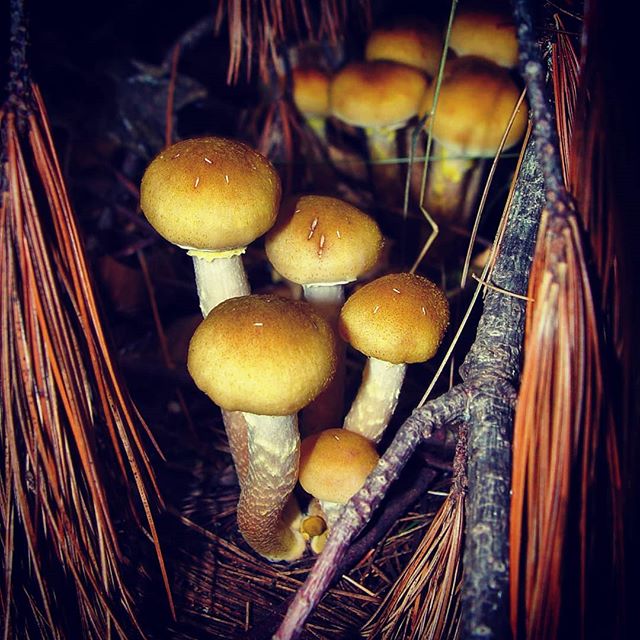 Armillaria Mellea hiding in some pine boughs from 2002

#honeymushroom #armillaria

#mushroom #mushrooms #mycology #myco #mushroomphotography #fungi #fungiporn #fungus #fungiphotography #shrooms #nature #naturephotography #macro #mushroomsofinstagram