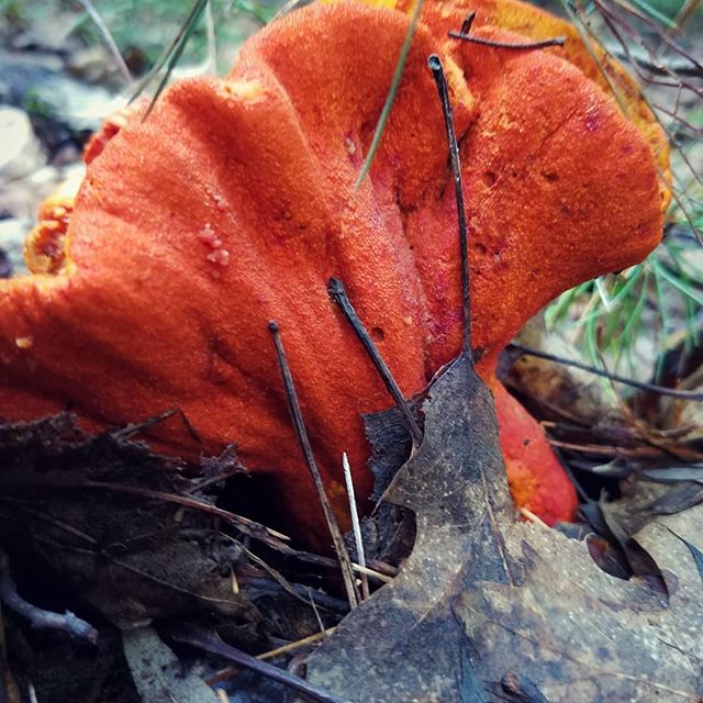 Ironically I found some lobster mushrooms while hiking in Maine.
This parasite can turn an unpalatable mushroom into an excellent edible. But, it can also hide a poisonous species.

#hypomyceslactifluorum
#mold #fungusonfungus #lobster

#mushroom #mu