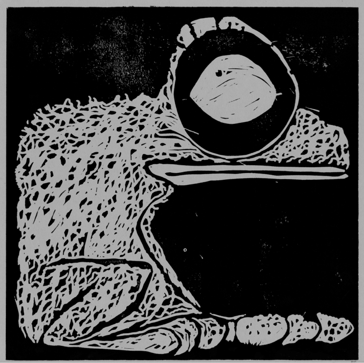 Rabb's Fringe-limbed Tree Frog
