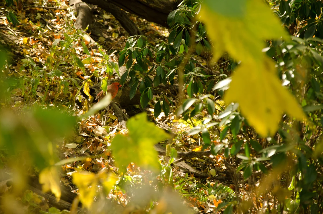 CeNTRAL_PARK_AUSWAHL-38.jpg