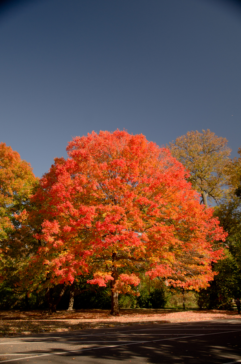 NY_FALL_RedTREE-4.jpg