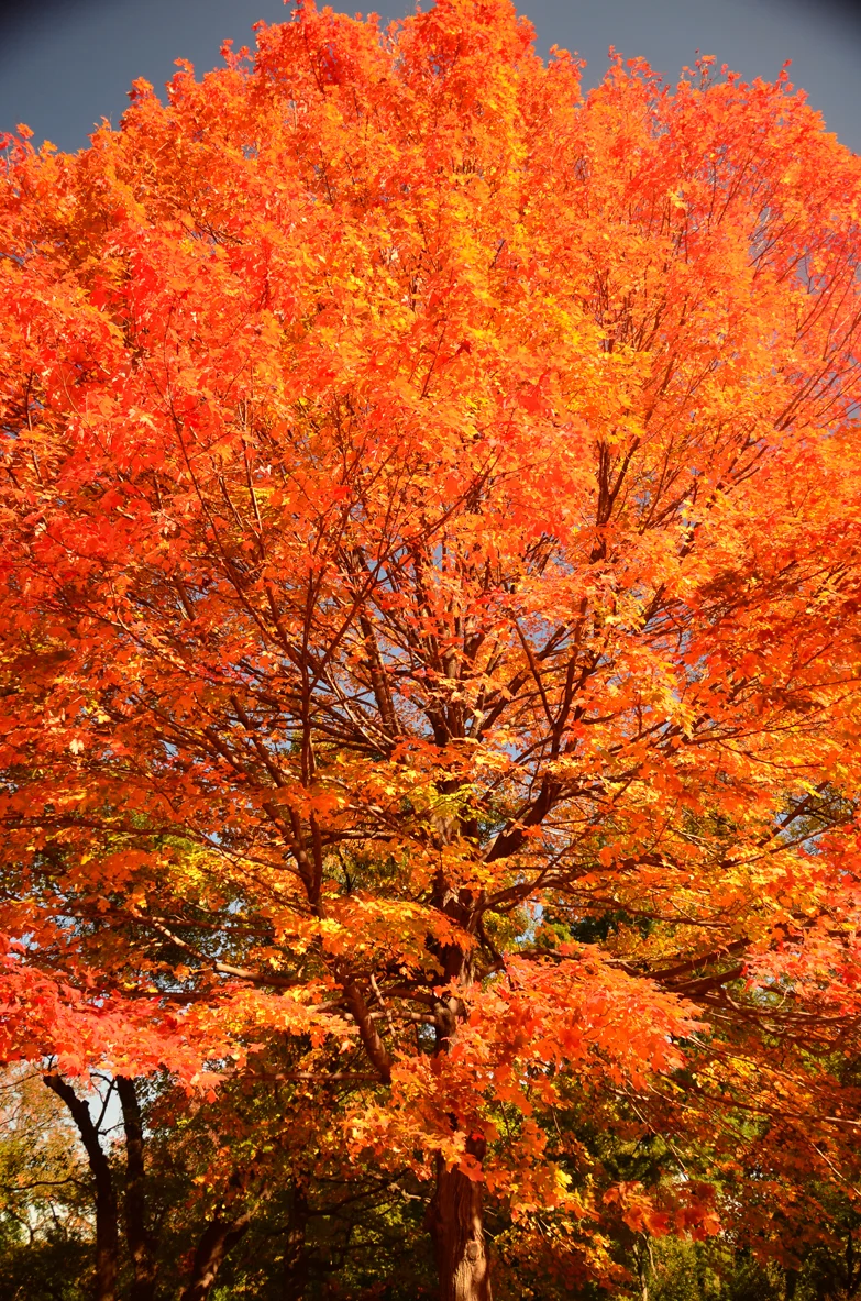 NY_FALL_RedTREE-8.jpg