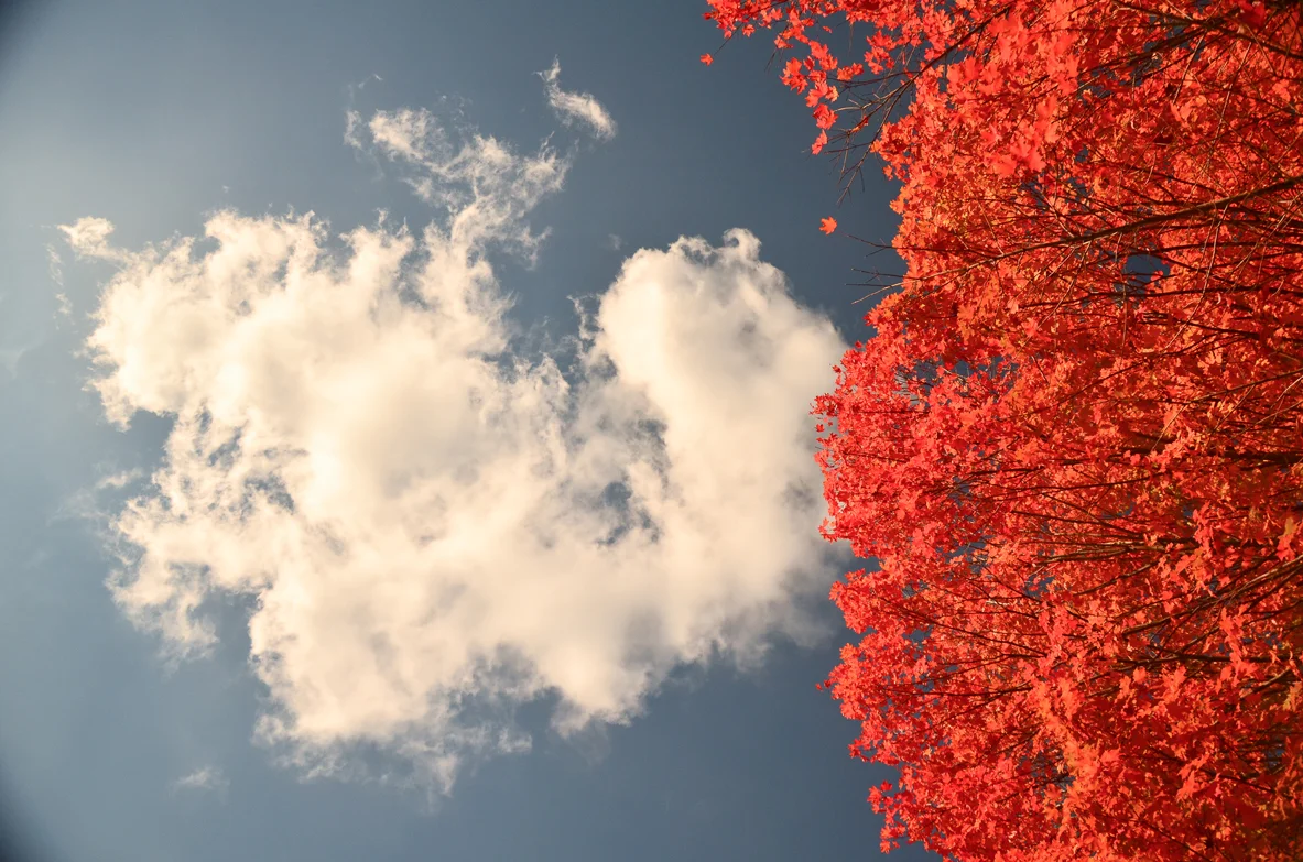 NY_FALL_RedTREE-11.jpg