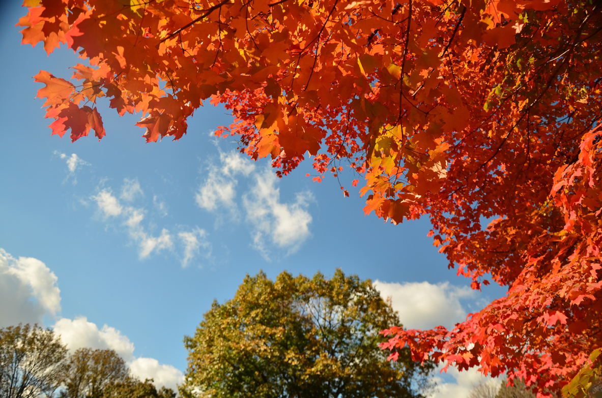 NY_FALL_RedTREE-19.jpg