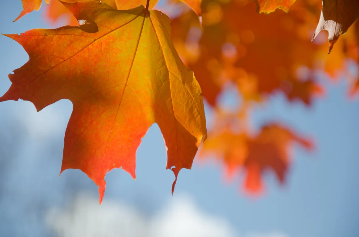 NY_FALL_RedTREE-26.jpg