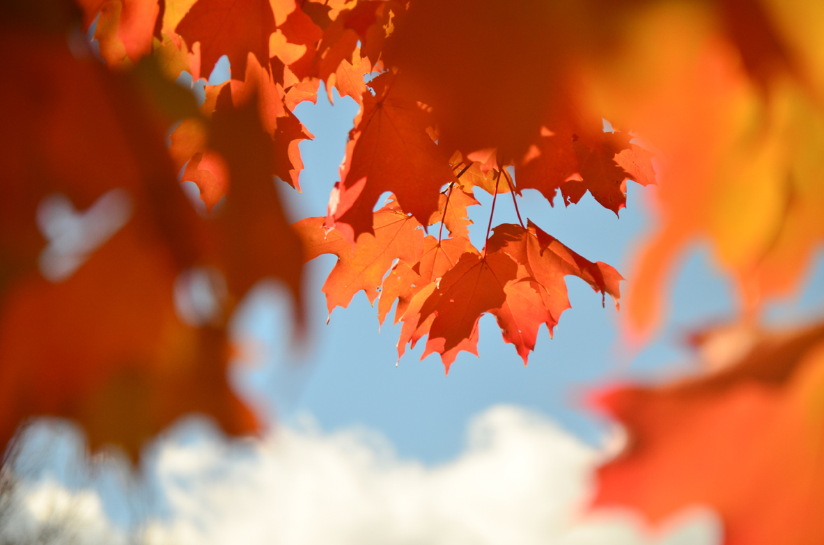 NY_FALL_RedTREE-29.jpg