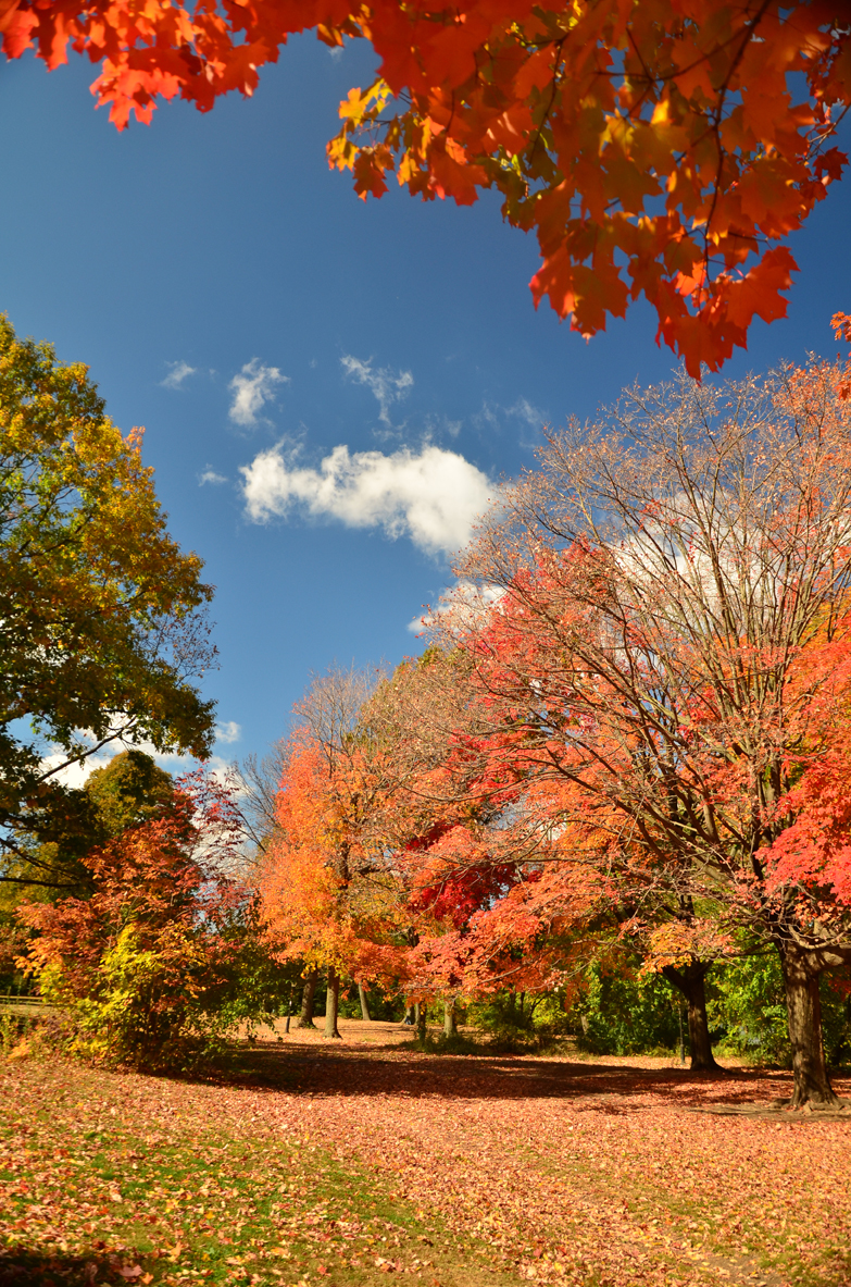 NY_FALL_RedTREE-37.jpg