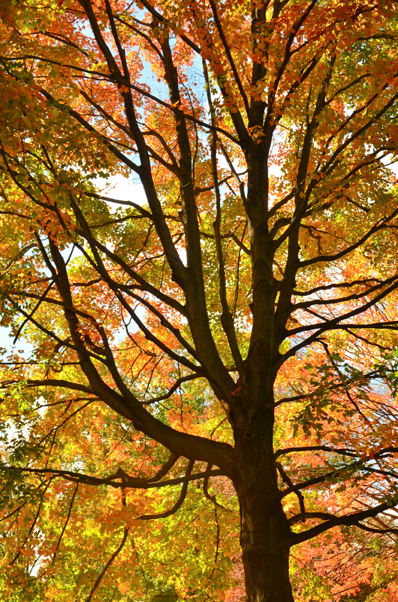 NY_FALL_RedTREE-43.jpg