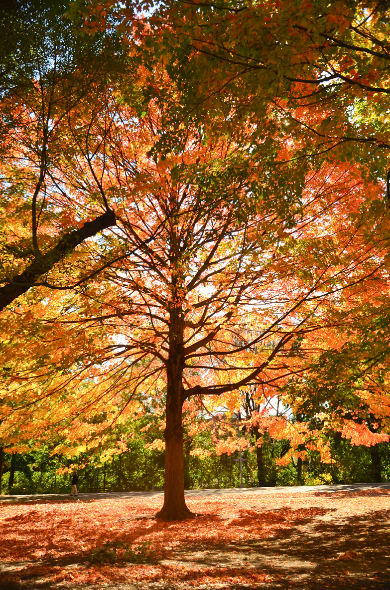 NY_FALL_RedTREE-39.jpg