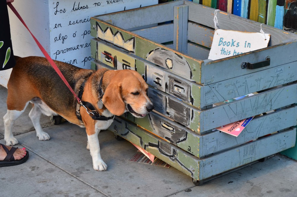 Free Books Bin at Dog Eared Books