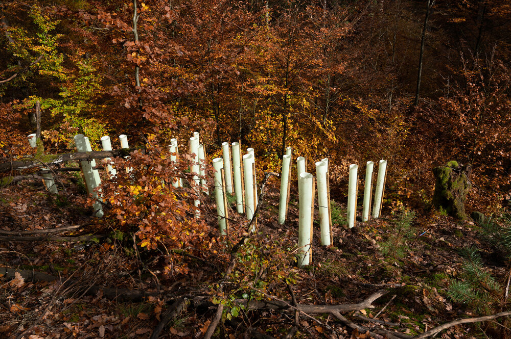 Bergwaldprojektwoche_Pfaelzerwald_102020_CC-BY-SA_Jenni_Ottilie_Keppler-020.jpg