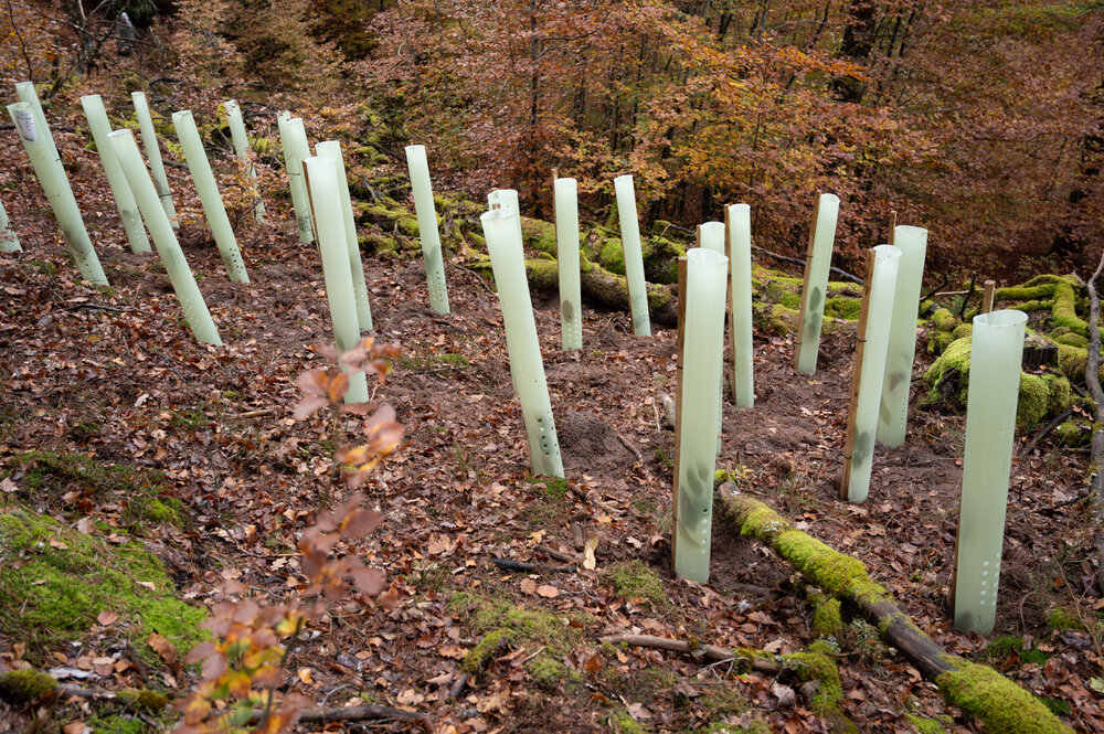 Bergwaldprojektwoche_Pfaelzerwald_102020_CC-BY-SA_Jenni_Ottilie_Keppler-053.jpg