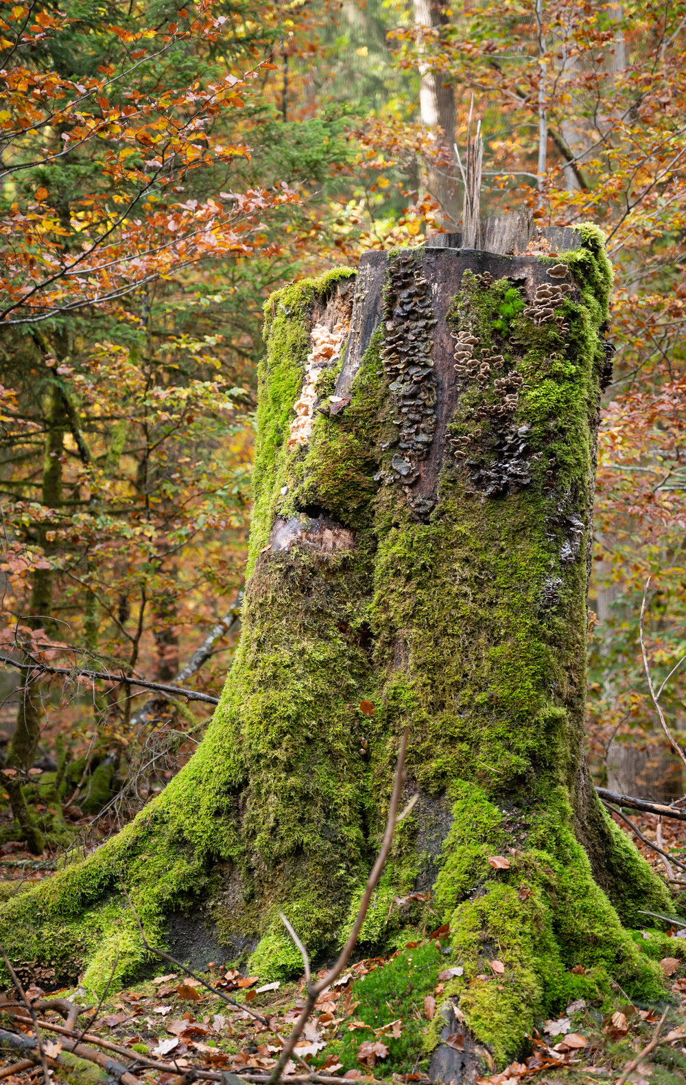 Bergwaldprojektwoche_Pfaelzerwald_102020_CC-BY-SA_Jenni_Ottilie_Keppler-055.jpg