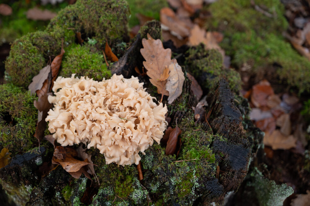 Bergwaldprojektwoche_Pfaelzerwald_102020_CC-BY-SA_Jenni_Ottilie_Keppler-084.jpg