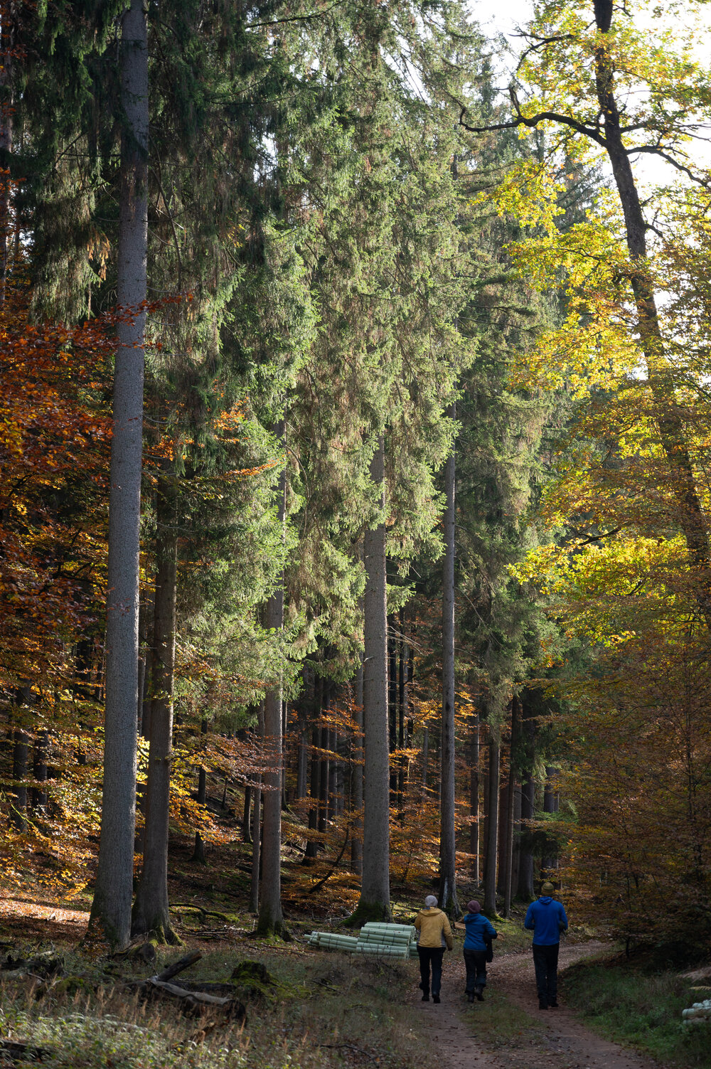 Bergwaldprojektwoche_Pfaelzerwald_102020_CC-BY-SA_Jenni_Ottilie_Keppler-085.jpg