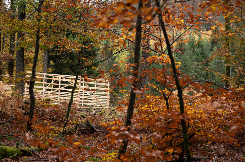 Bergwaldprojektwoche_Pfaelzerwald_102020_CC-BY-SA_Jenni_Ottilie_Keppler-200.jpg