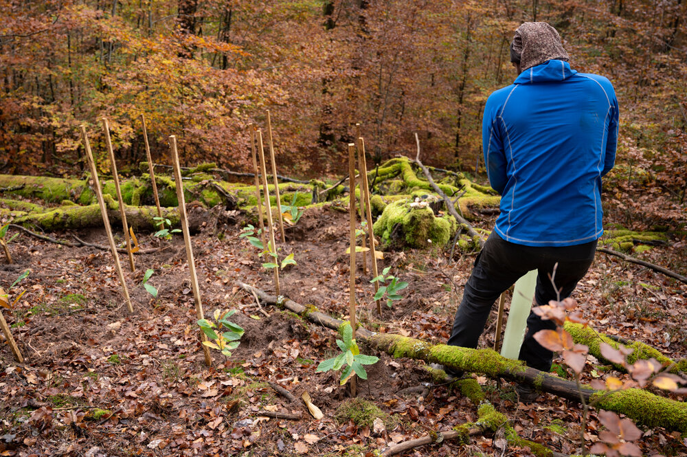 Bergwaldprojektwoche_Pfaelzerwald_102020_CC-BY-SA_Jenni_Ottilie_Keppler-052.jpg