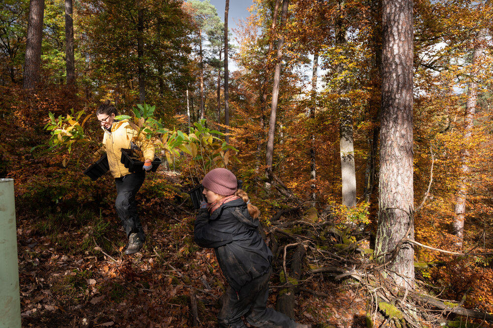 Bergwaldprojektwoche_Pfaelzerwald_102020_CC-BY-SA_Jenni_Ottilie_Keppler-033.jpg