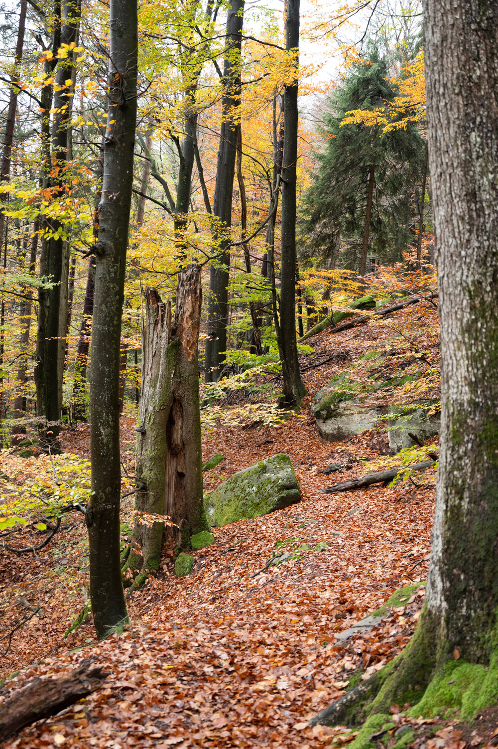 Bergwaldprojektwoche_Pfaelzerwald_102020_CC-BY-SA_Jenni_Ottilie_Keppler-259.jpg