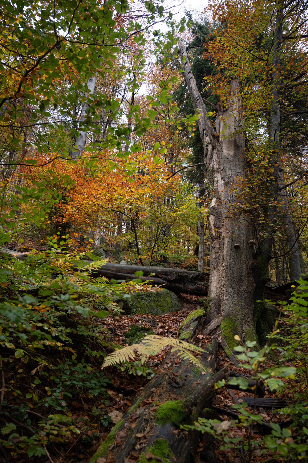 Bergwaldprojektwoche_Pfaelzerwald_102020_CC-BY-SA_Jenni_Ottilie_Keppler-260.jpg