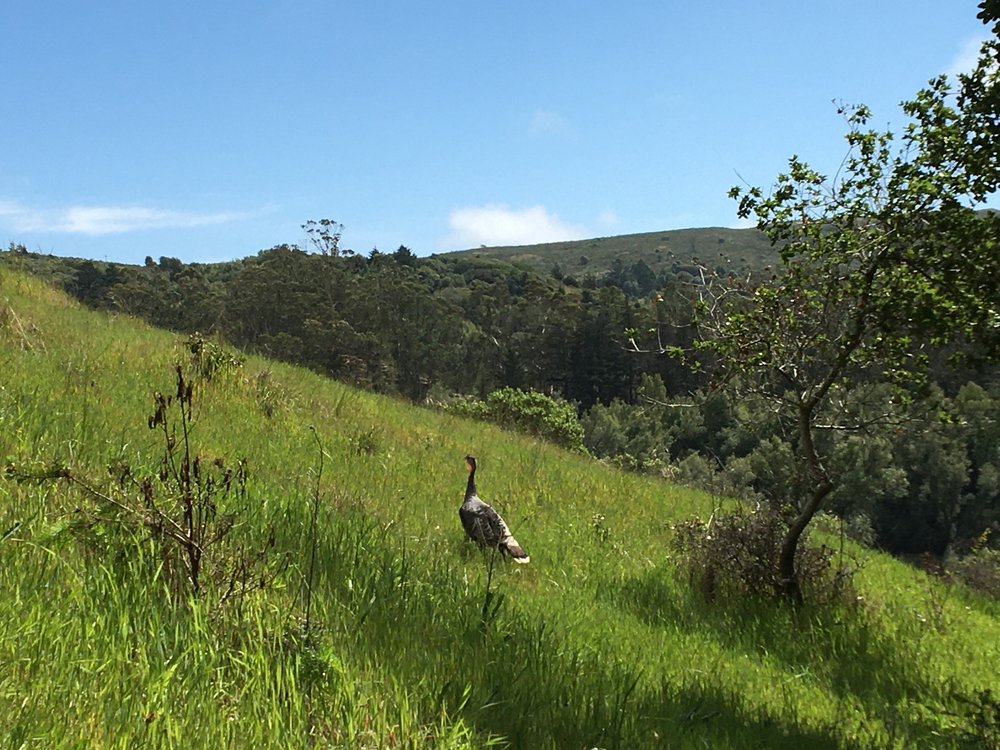 Wild Turkey strolling around