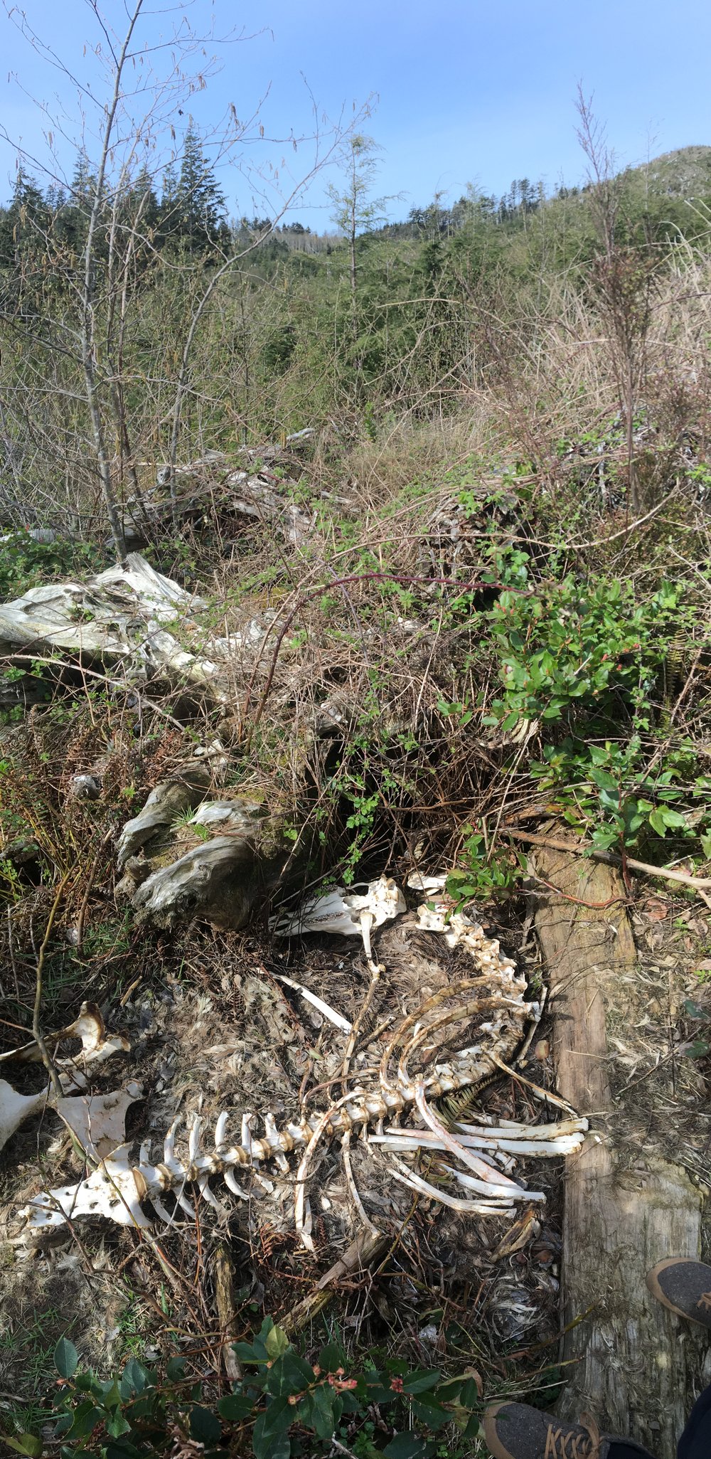 Elk carcass / skeleton