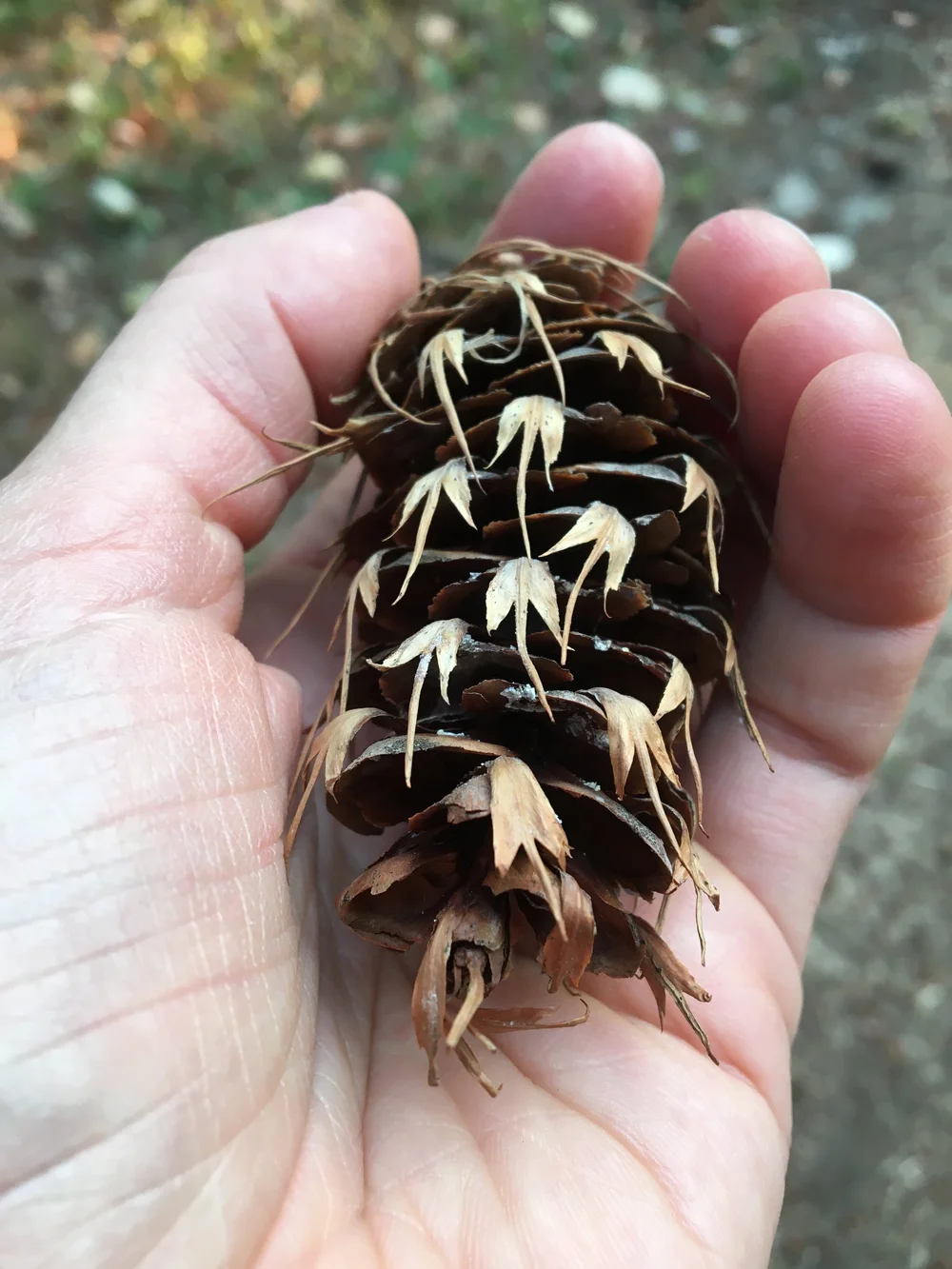 Douglas Fir: Following its call to the West Coast, where it's from.