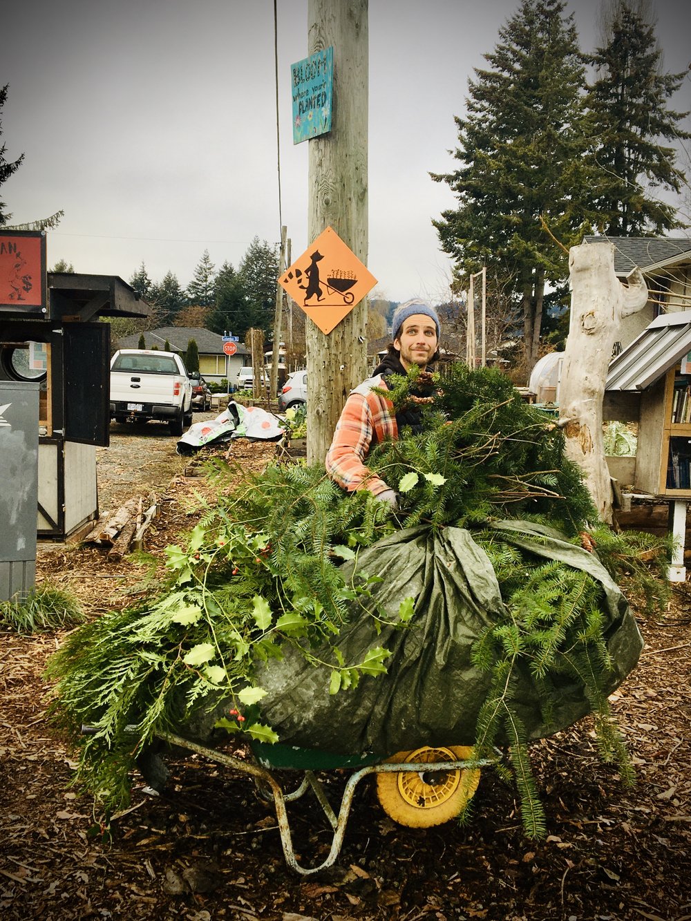 Collecting material for Christmas wreath making :) (Kränze)