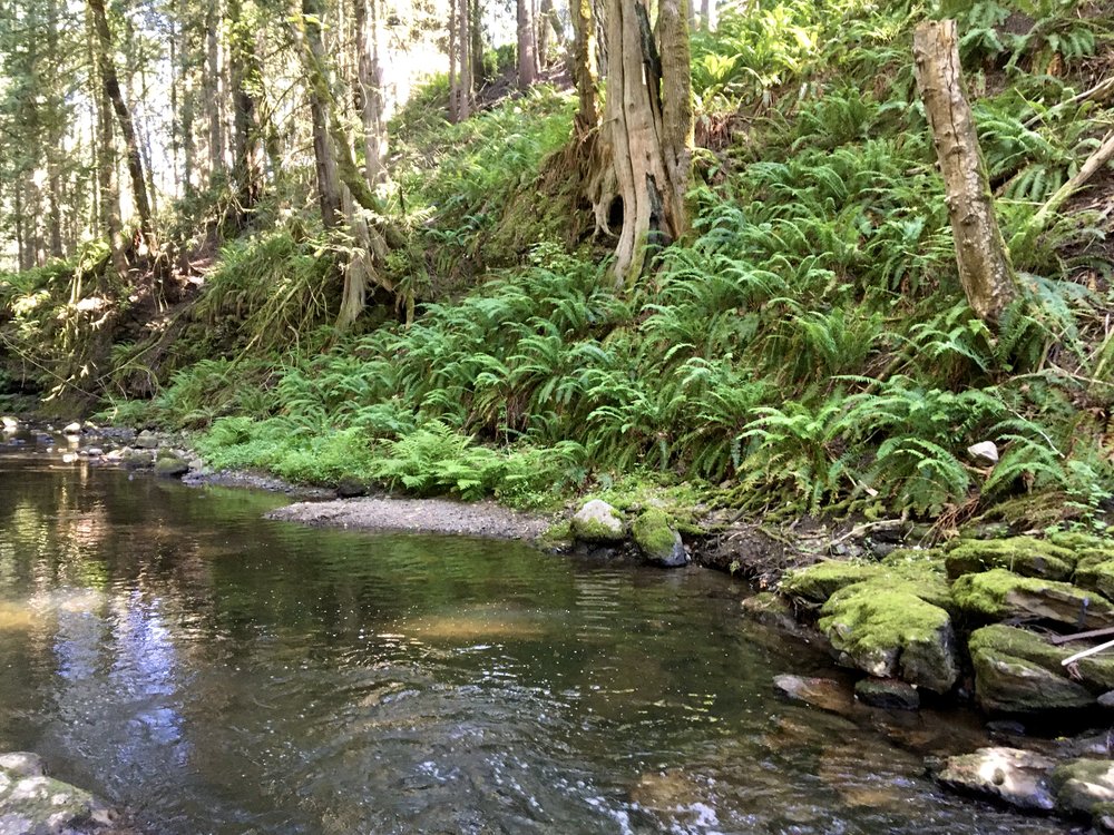 Secret swimming spot in the neighborhood