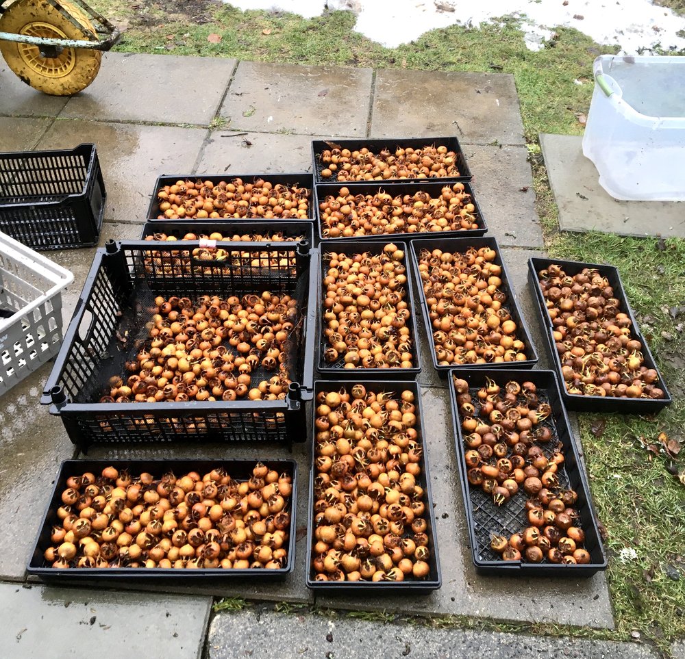 Harvesting medlars (Mispeln) in the neighborhood