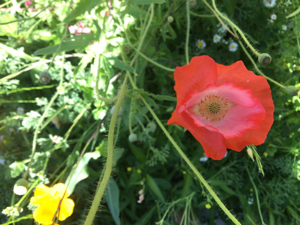 A Magic Mushroom Journey in July