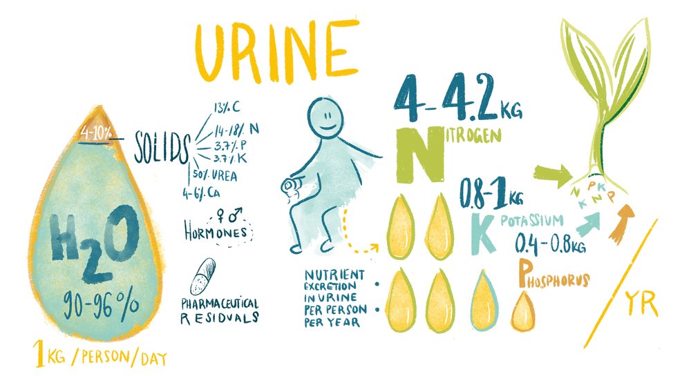 Composition characteristics of Urine (Kopie)