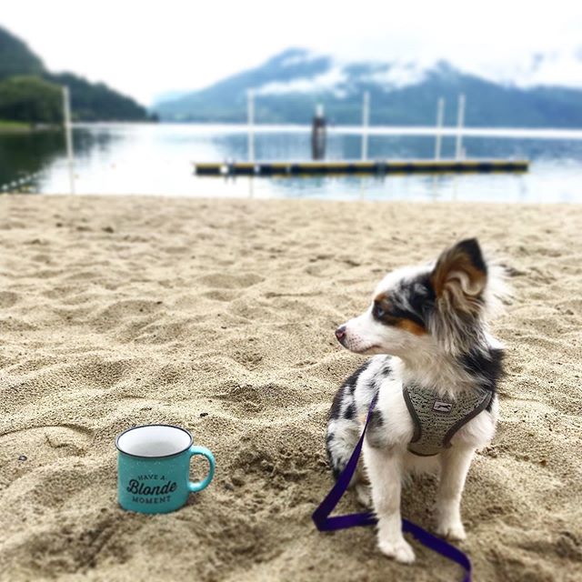 Coffee helps my person, person. Did you know that we also do puppacinno!!!So everyone can start their day off right and have a Blonde Moment ☕️ 🐾 #blondies #aussieshepherd #lifeontheshu