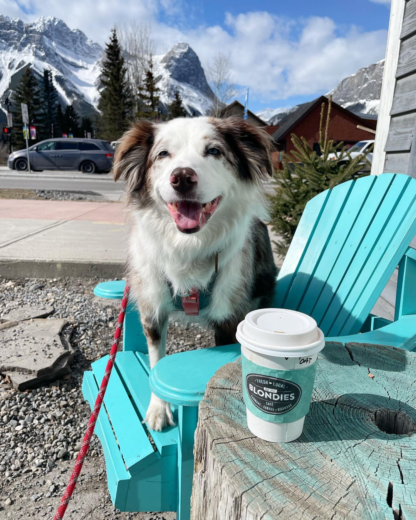 Name a better combo&hellip;we will wait ☺️Friday, coffee and mountains 💛☕️ 🏔️ #haveablondemoment 
.
.
.
.
#canmore #coffee #coffeeholic #coffeelover #canmorealberta #cutecafe #localbusiness #supportlocal #lattegram #downtowncanmore #dogsofinstagram
