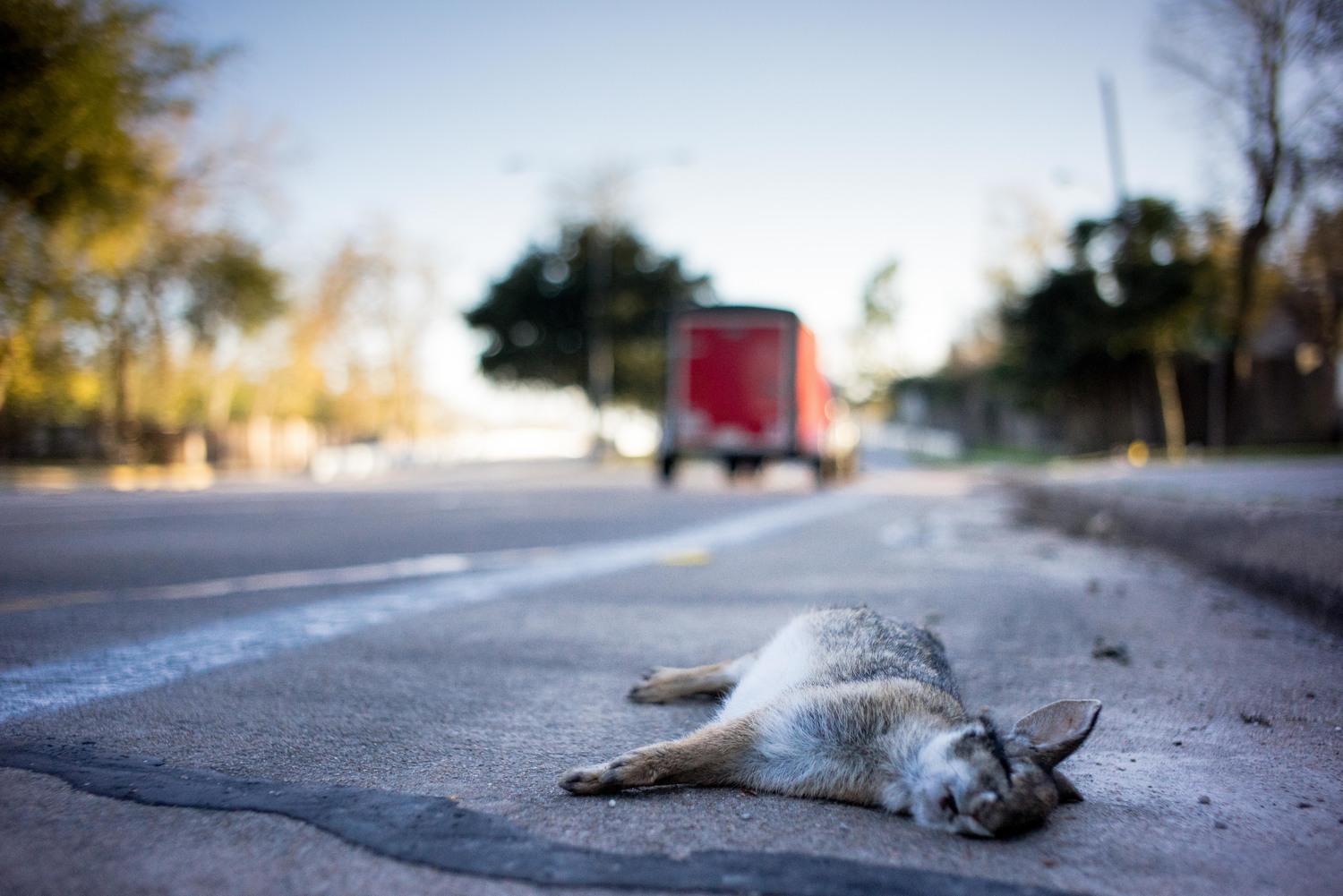 When I first came to Texas, I was shocked by the biodiversity of animals that I would see killed on the roads or in a dangerous situation while crossing them. I decided to do a project, at first it was only in Texas but then I just started doing it wherever I am if I see any of this situations. I think this project its important to make drivers aware of how much fauna is living around us and how easy is to run over them.