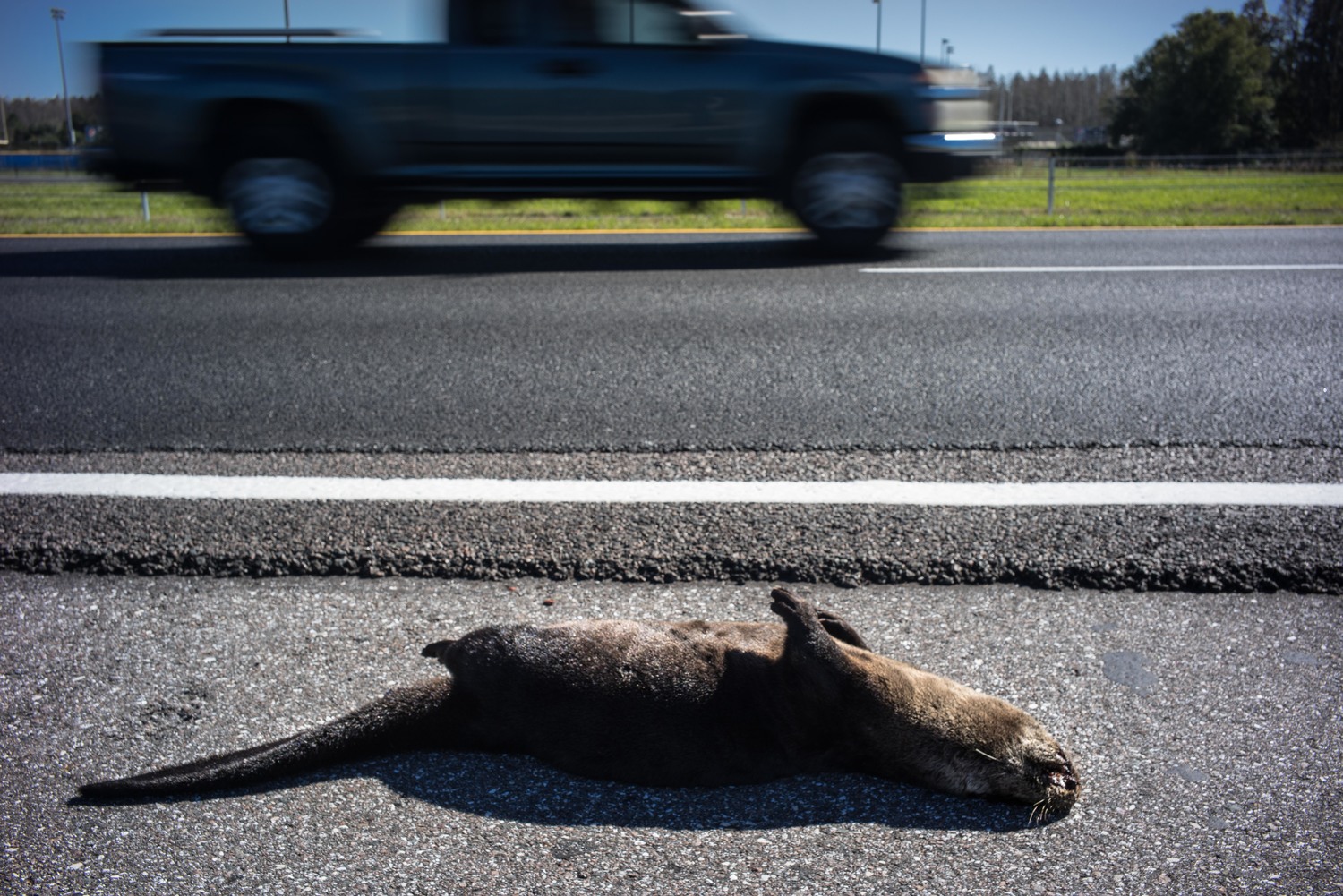 When I first came to Texas, I was shocked by the biodiversity of animals that I would see killed on the roads or in a dangerous situation while crossing them. I decided to do a project, at first it was only in Texas but then I just started doing it wherever I am if I see any of this situations. I think this project its important to make drivers aware of how much fauna is living around us and how easy is to run over them.