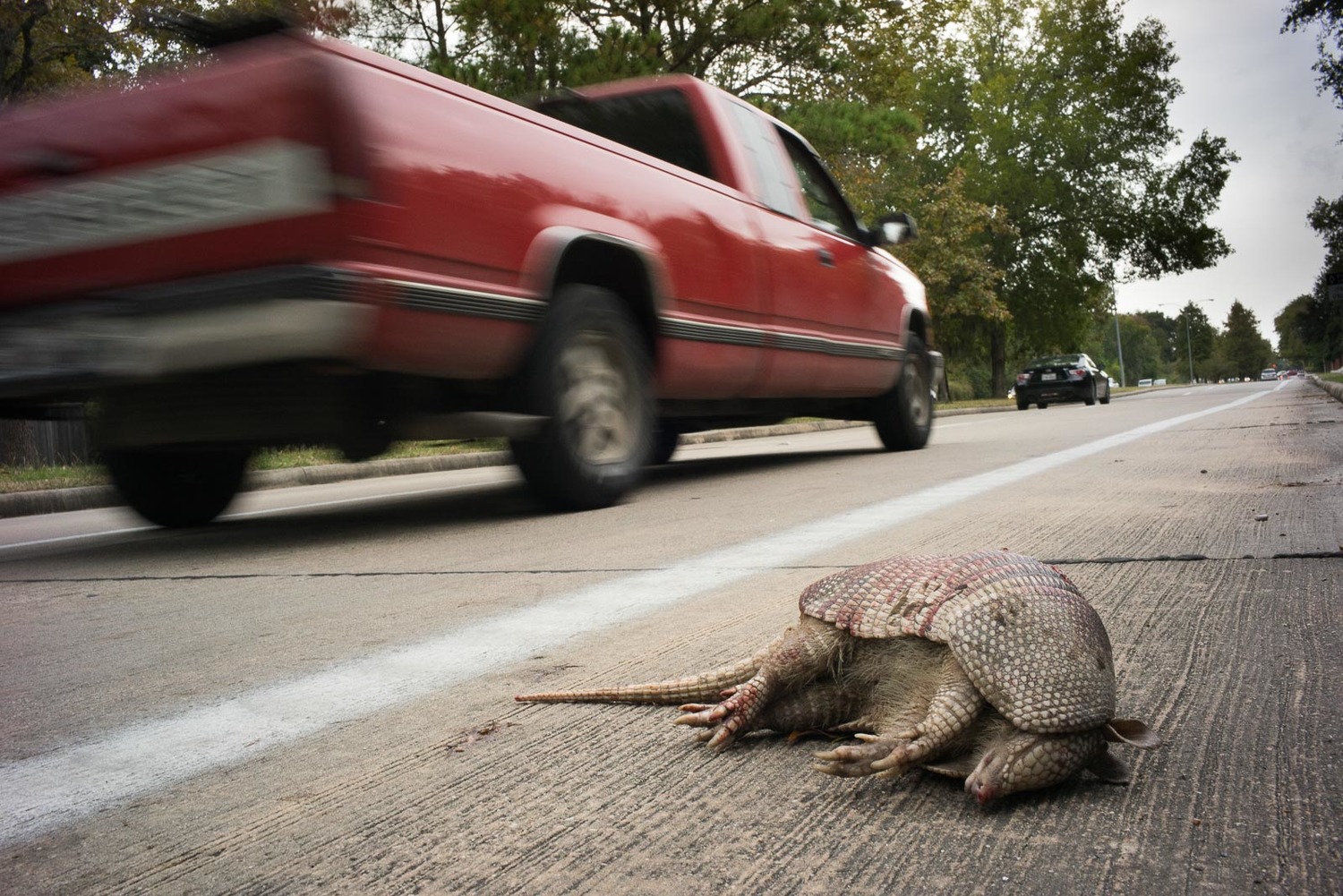 When I first came to Texas, I was shocked by the biodiversity of animals that I would see killed on the roads or in a dangerous situation while crossing them. I decided to do a project, at first it was only in Texas but then I just started doing it wherever I am if I see any of this situations. I think this project its important to make drivers aware of how much fauna is living around us and how easy is to run over them.