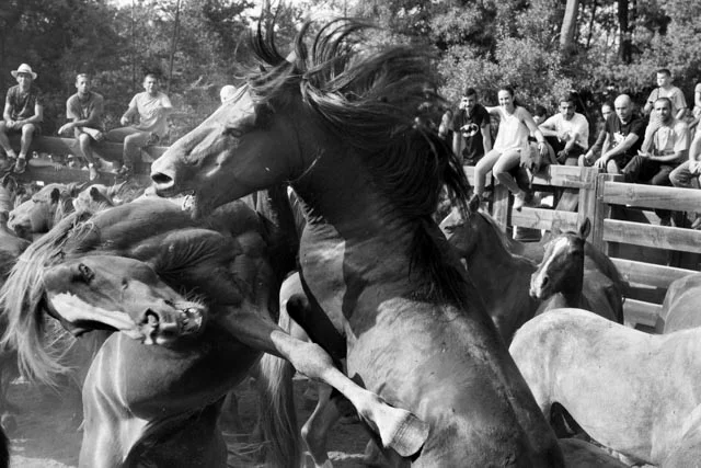 La Rapa de Bestas, Spain. Every year a tradition of around 8th century takes place in different villages of Galicia located in the Northern part of Spain. It consist in gathering wild horses from the mountains and take them to enclosures called “curros”. Once the horses are there, young men from close villages and towns will cut the horses’s manes by forcing them to the ground with their bare arms. Many times the men get kicked by the horses or get injured in some way. The reason for this tradition was to avoid the horses get tangled in wire fences while they are in the wild.