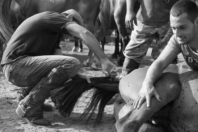 A man cuts the manes of the horse tail while others hold the horse still.