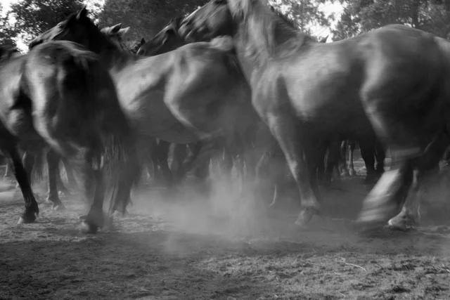 La Rapa de Bestas, Spain. Every year a tradition of around 8th century takes place in different villages of Galicia located in the Northern part of Spain. It consist in gathering wild horses from the mountains and take them to enclosures called “curros”. Once the horses are there, young men from close villages and towns will cut the horses’s manes by forcing them to the ground with their bare arms. Many times the men get kicked by the horses or get injured in some way. The reason for this tradition was to avoid the horses get tangled in wire fences while they are in the wild.